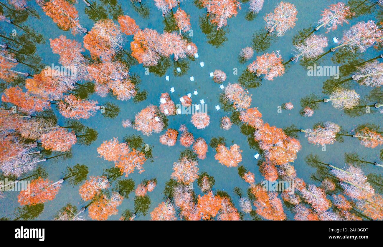 Wuhan, China. 22 Dez, 2019. Die Schönheit der Teich Cypress Wald auf Wasser in Wuhan, Hubei, China Am 22. Dezember 2019. (Foto durch TPG/cnsphotos) Credit: TopPhoto/Alamy leben Nachrichten Stockfoto