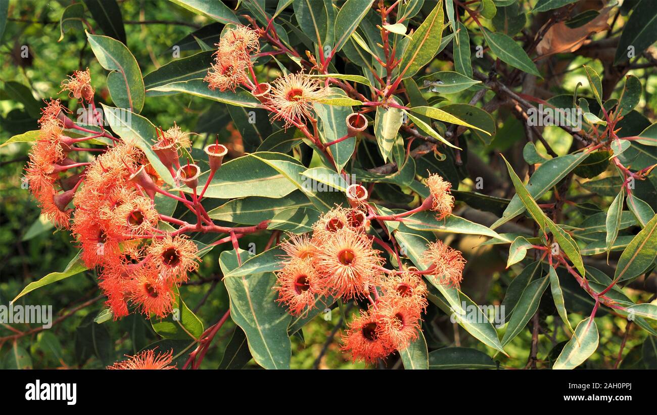 Ein Eukalyptusbaum direkt nach der Blüte am Besten; von oben mit voller Blumen gesehen, blasse Blüten und Samen Kapseln wo die Blumen gegangen ist Stockfoto