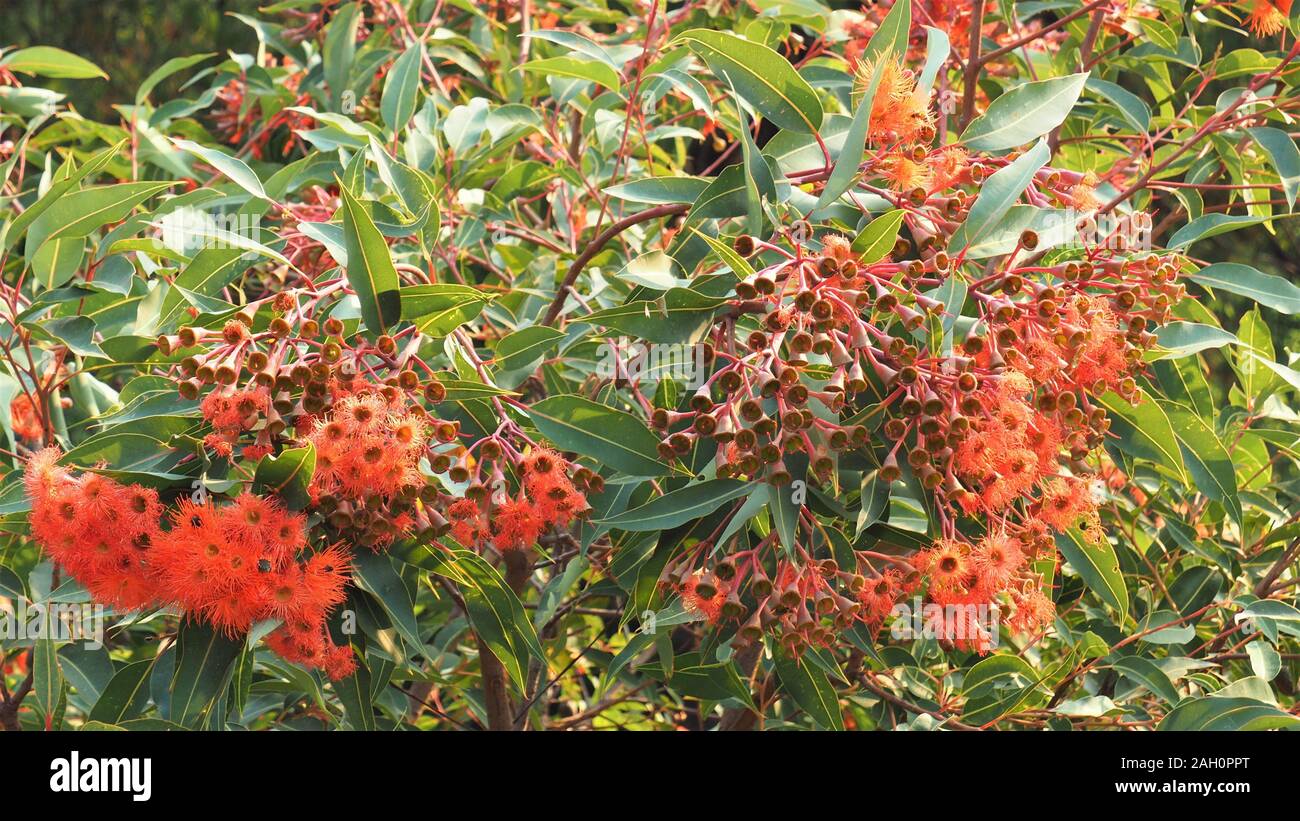 Ein Eukalyptusbaum direkt nach der Blüte am Besten; von oben mit voller Blumen gesehen, blasse Blüten und Samen Kapseln wo die Blumen gegangen ist Stockfoto