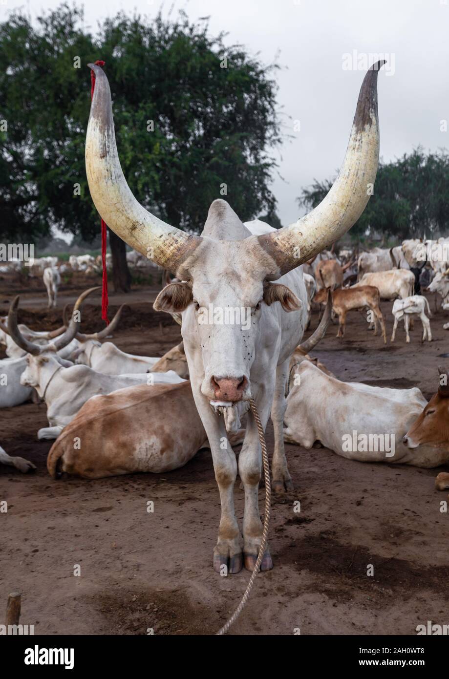 Lange Hörner Kühe in einer Mundari Stamm Camp, Central Equatoria, Terekeka, South Sudan Stockfoto