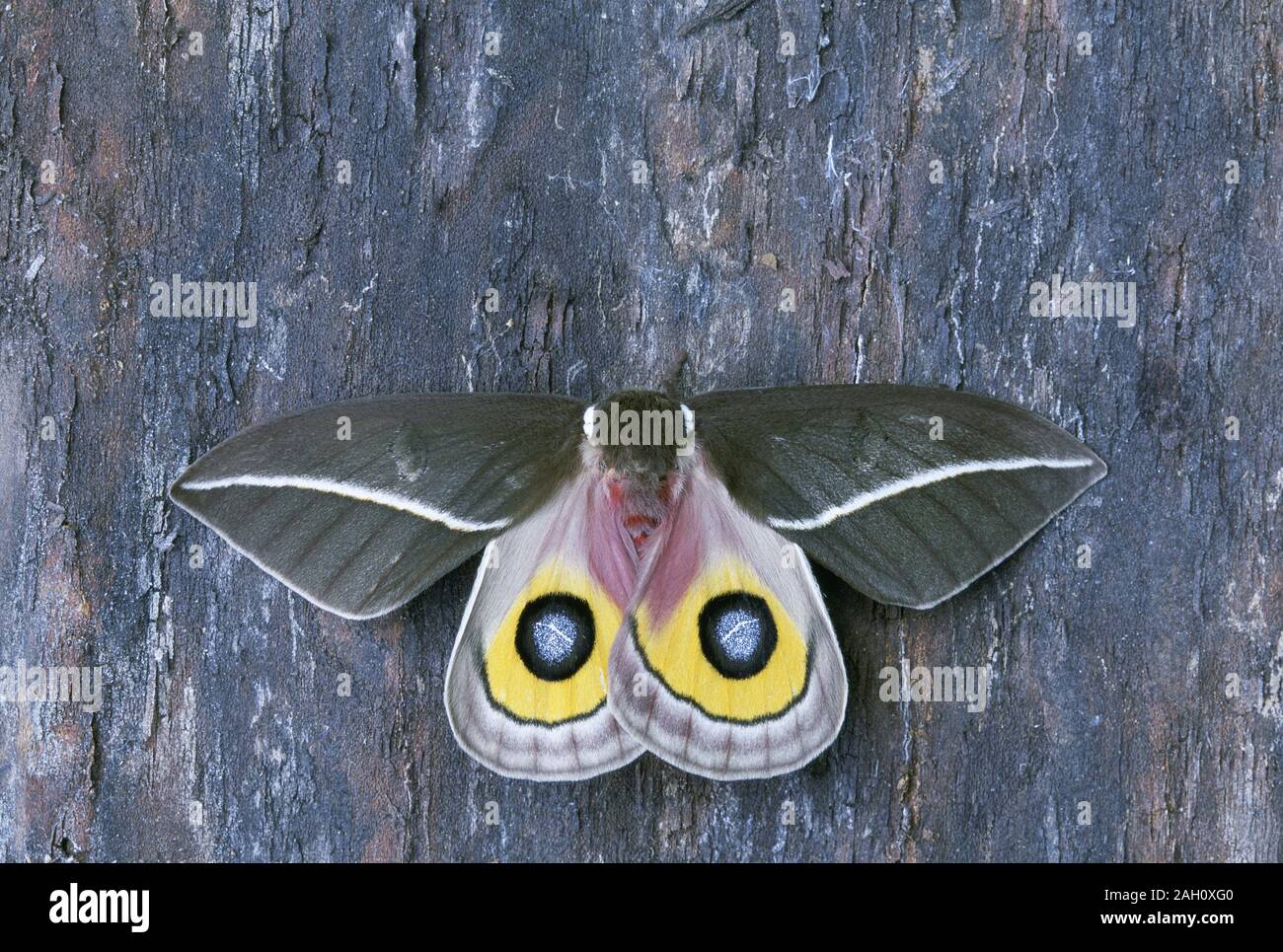Zephyr Eyed Silkmoth (Automeris zephryia) Flügel öffnen in schockreaktionen anzeigen. Cibola National Forest, Arizona, Sommer. Stockfoto