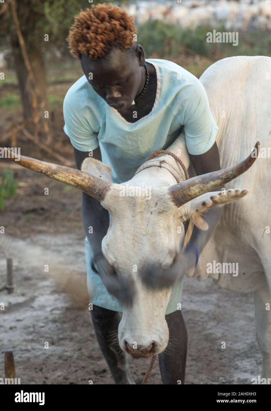 Mundari Stamm Mann über seine Kuh in Asche, zur Abwehr von Fliegen und Mücken, Central Equatoria, Terekeka, South Sudan Stockfoto