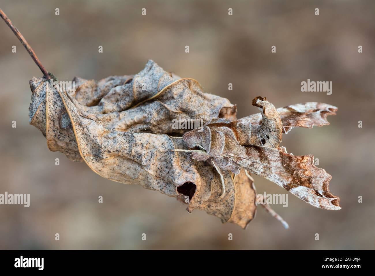 (Deidamia inscriptum beschriftete Sphinx) Erwachsenen Motten anzeigen cyrpsis sitzend auf toten Blattes. Congaree National Park, South Carolina, Frühling. Stockfoto