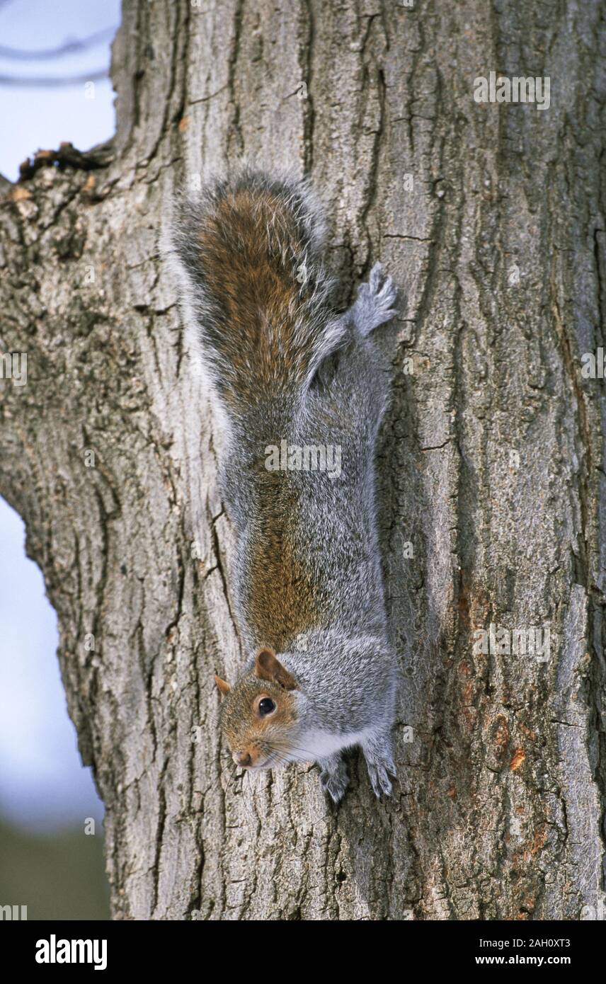 Graue Eichhörnchen an der Seite des Baumes. Merseyside, Großbritannien, im Winter. Stockfoto