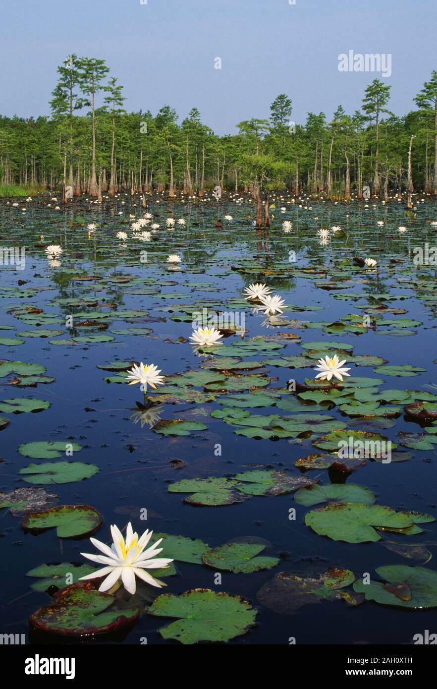 Suggs Mühle Teich aka Hufeisensee bedeckt mit blühenden duftenden Seerosen mit Teich Cypress im Hintergrund. North Carolina, Frühling. Stockfoto