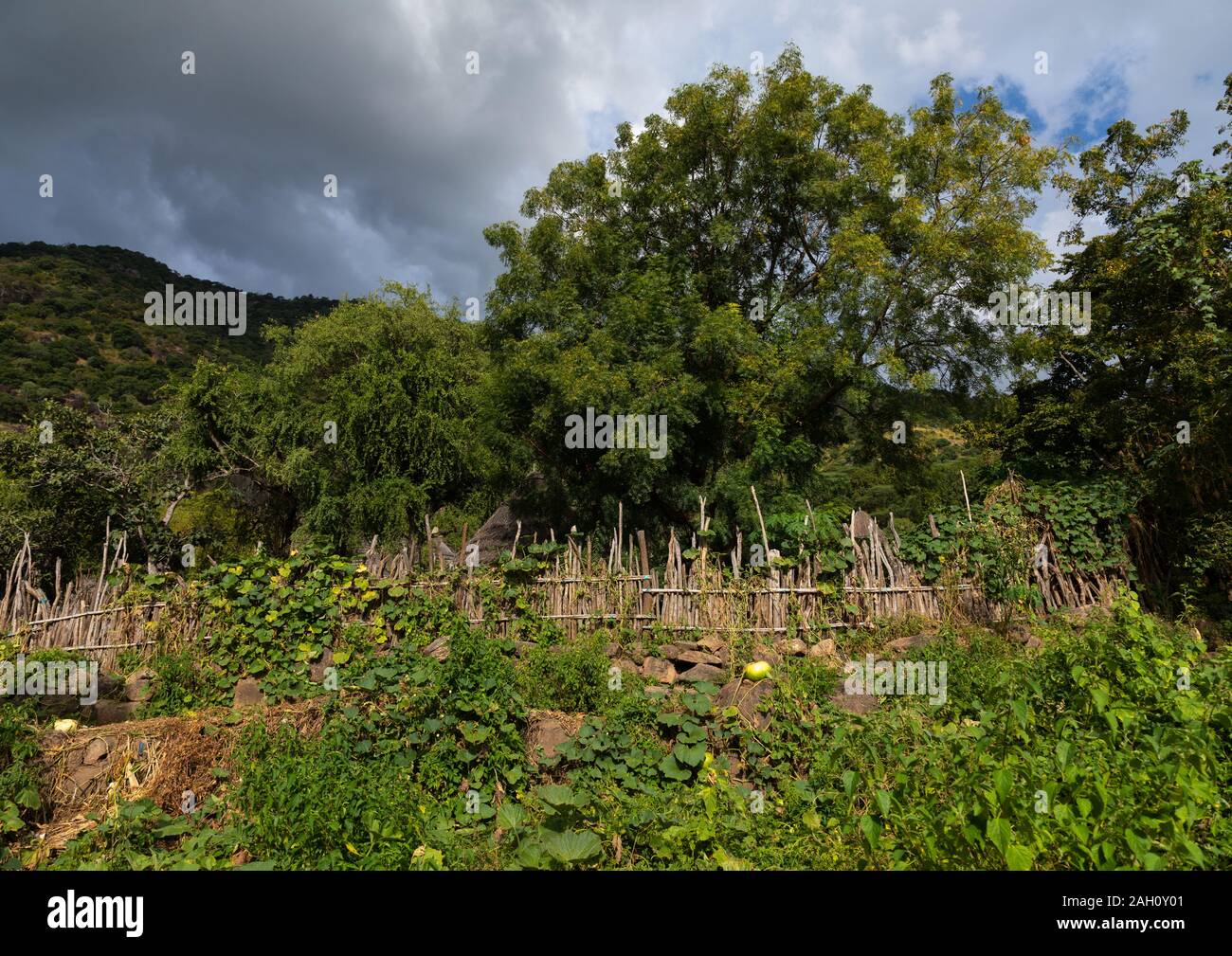 Garten in einem Dorf Lotuko, Central Equatoria, Illeu, South Sudan Stockfoto