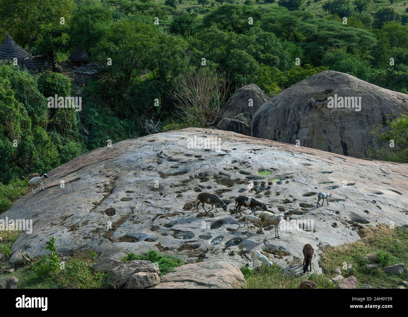Rock verwendet Körner in Lotuko Stamm zu schleifen, Central Equatoria, Illeu, South Sudan Stockfoto