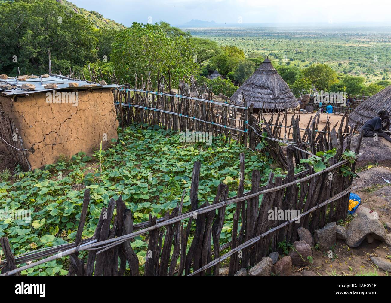 Garten in einem lotuko Stamm Dorf mit reetgedeckten Häusern, Central Equatoria, Illeu, South Sudan Stockfoto
