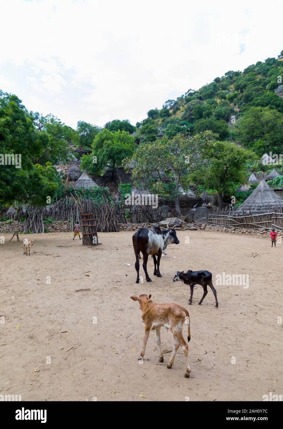 Kühe in der Mitte eines Lotuko Stamm, Dorf, Central Equatoria, Illeu, South Sudan Stockfoto