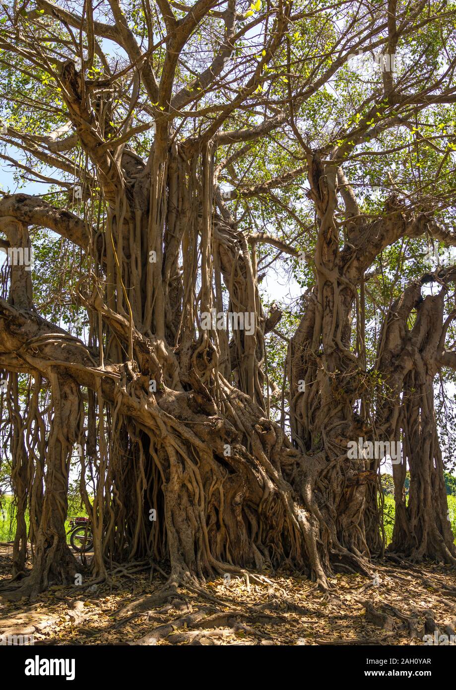 Riesige Bäume am Weißen Nil, Central Equatoria, Terekeka, South Sudan Stockfoto