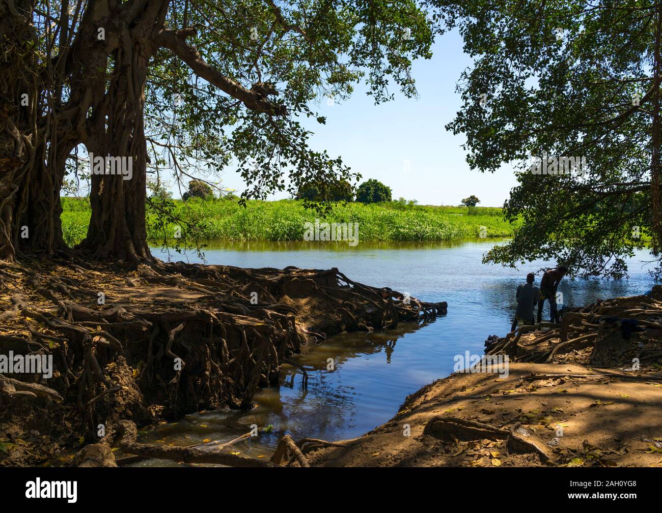 Riesige Bäume auf dem Weißen Nil, Central Equatoria, Terekeka, South Sudan Stockfoto