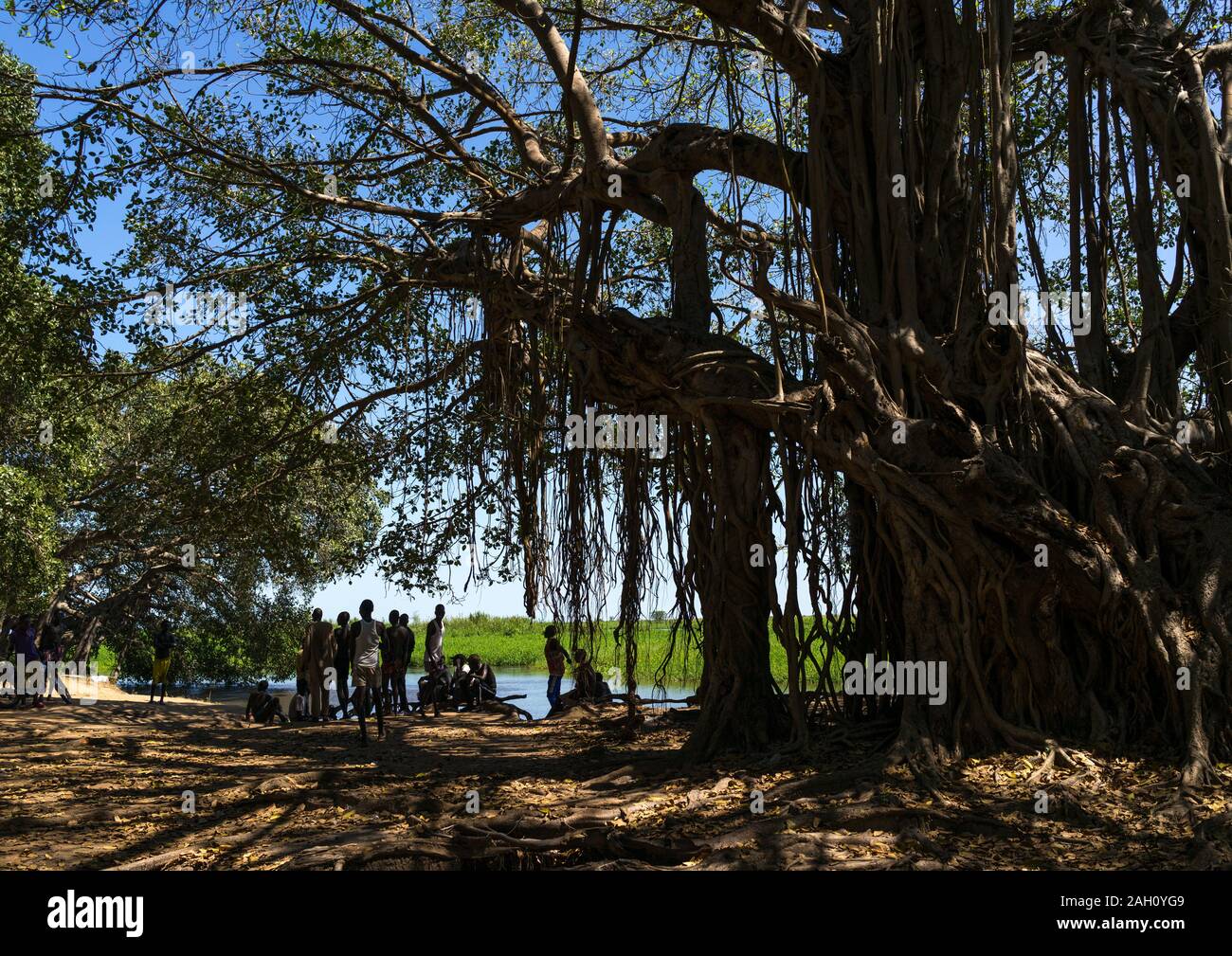 Riesige Bäume auf dem Weißen Nil, Central Equatoria, Terekeka, South Sudan Stockfoto