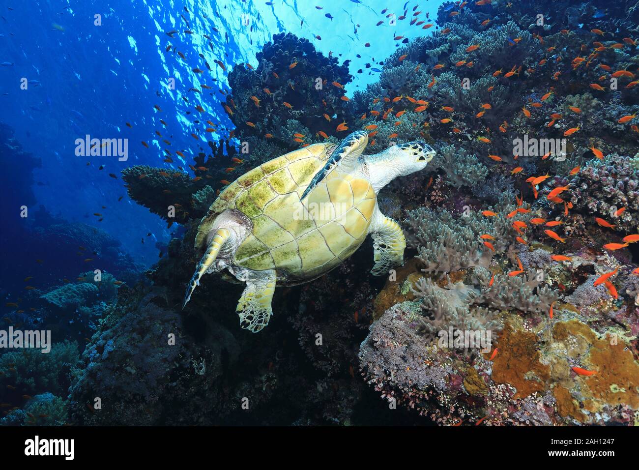 Echte Karettschildkröte (Eretmochelys imbricata) unter Wasser im Roten Meer Stockfoto