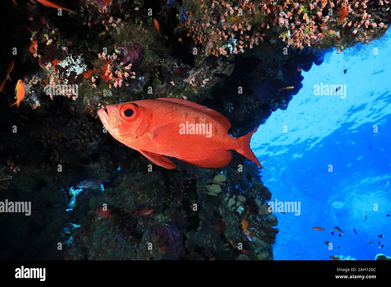 Gemeinsame Großaugenthun (Priacanthus hamrur Barsch) Unterwasser in der tropischen Riffe des Roten Meeres Stockfoto