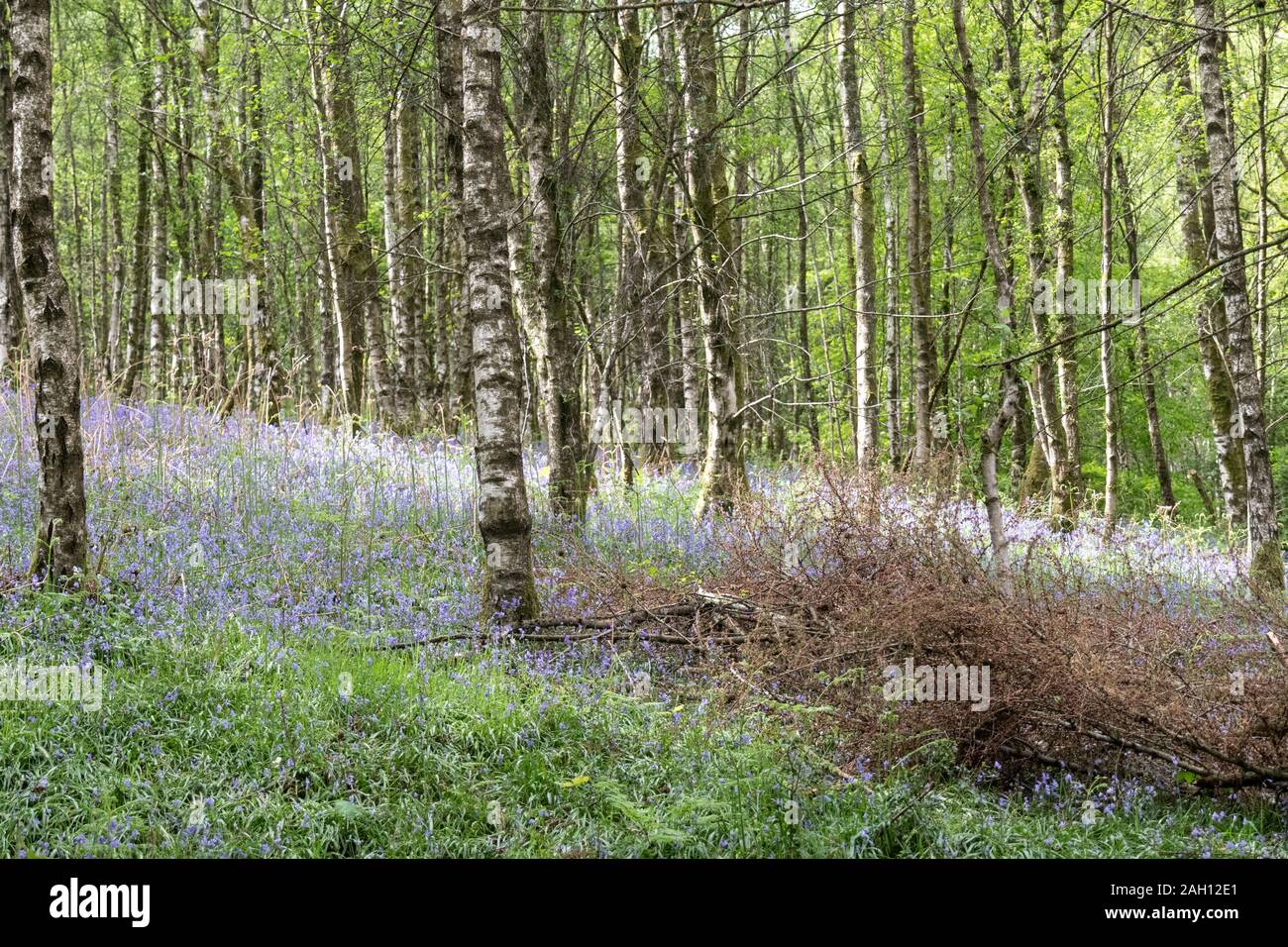 Silber Birken und Glockenblumen in einem Wald im englischen Lake District Stockfoto