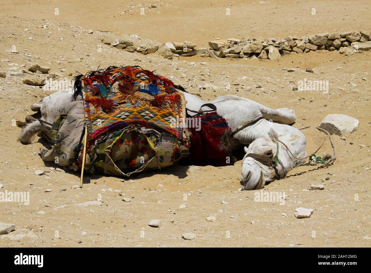 Ägypten, Saqqara Nekropole, ein Kamel schläft auf dem Sand, von einem sehr heissen Sommer. Lustige Ausdruck des Tieres, verdrehen den Hals, um zu sehen, was passiert Stockfoto