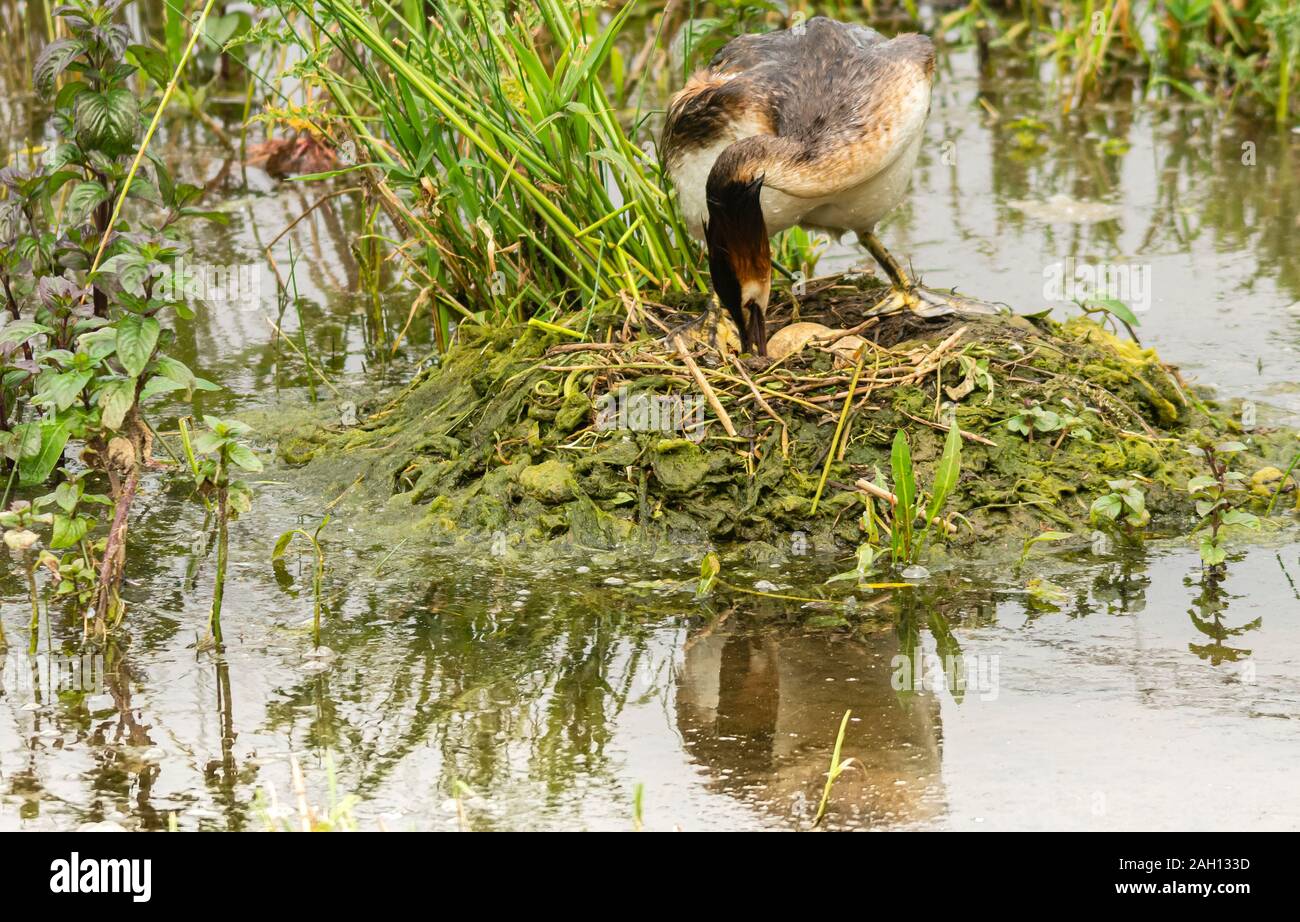 Rutland Water Naturschutzgebiet Oakham Dezember 2019: Der Haubentaucher ist ein Wunderbar elegante Wasservogelabkommens mit verzierten Kopf Federn, und etwas von einer Erhaltung Erfolgsgeschichte. In der zweiten Hälfte des 19. Jahrhunderts sah die Zuchtpopulation zu Nur 30 Paare reduziert. Dies führte zu der erfolgreichen Kampagnen gegen schießen und fangen die Vögel verzierten Gefieder, leaing auf die Nachfolge von Vogel Schutz wirkt sehen Bevölkerung wiederherzustellen. Rutland Water Nature Reserve ist eine der wichtigsten Wildvogel Heiligtümer im Land und die Heimat dieses schönen Vogel kann auf den Behälter sho gesehen werden. Stockfoto