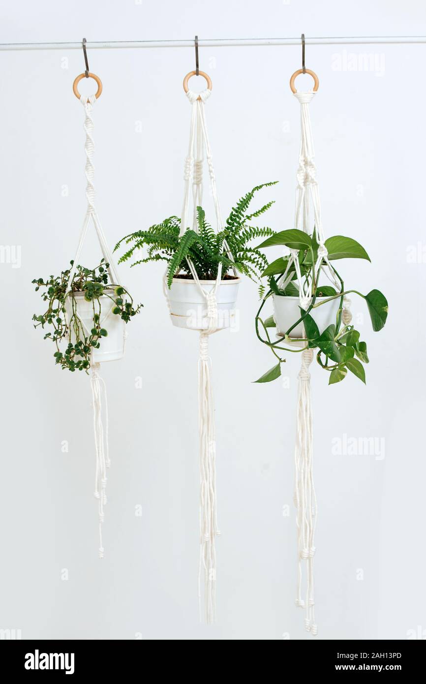 Drei Potted plant Weitergabe ein macrame Topflappen vor einer Weile Wand Stockfoto
