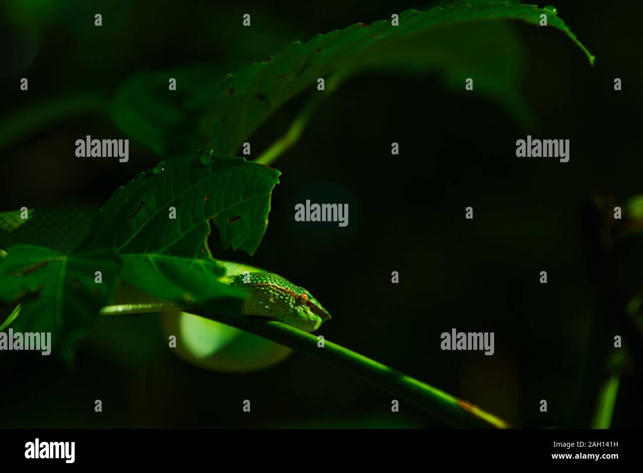 Bornesischen Gekielt green Pit Viper-Tropidolaemus subannulatus. Bako Nationalpark, Malaysia, Borneo. Während der Nacht. Nahaufnahme auf Baum. Hängende grüne Schlange. Stockfoto