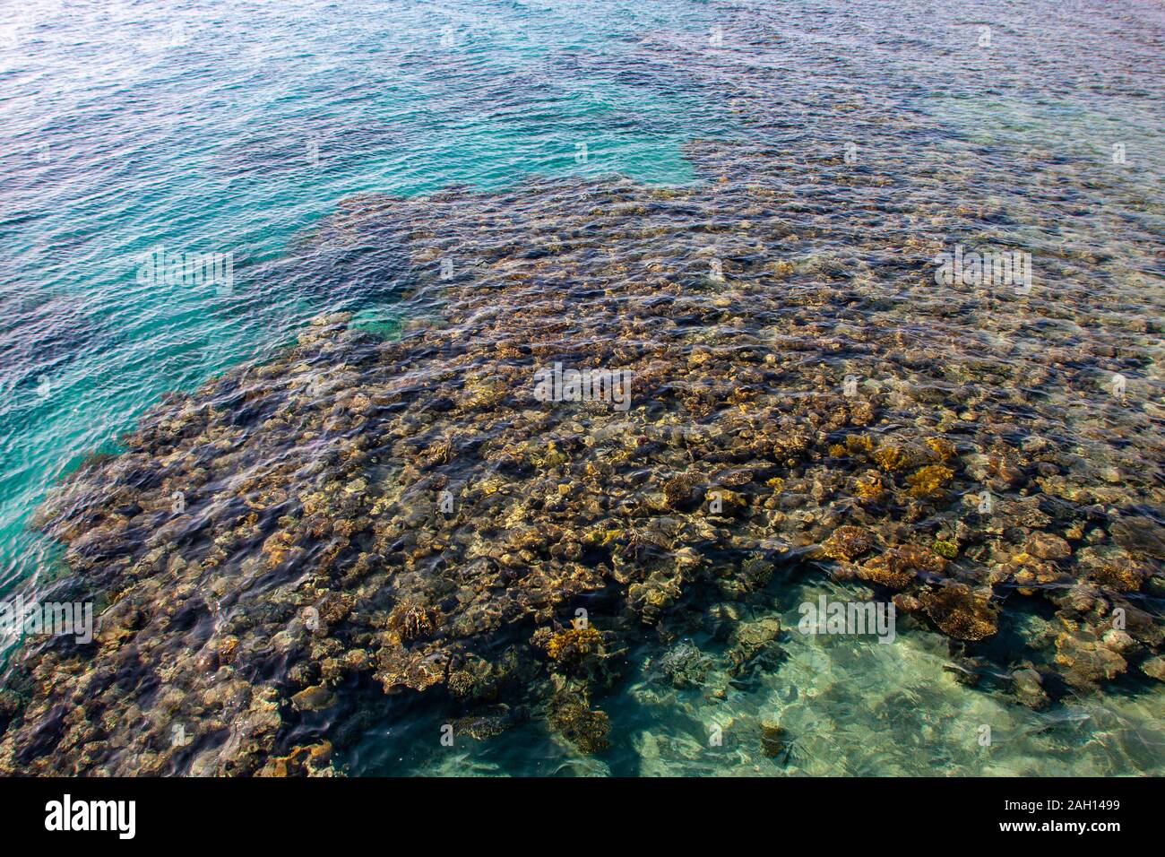 Almog (Coral) Strand von Eilat, Israel. Eine große Coral finden Sie unter dem Roten Meer gesehen werden. Stockfoto