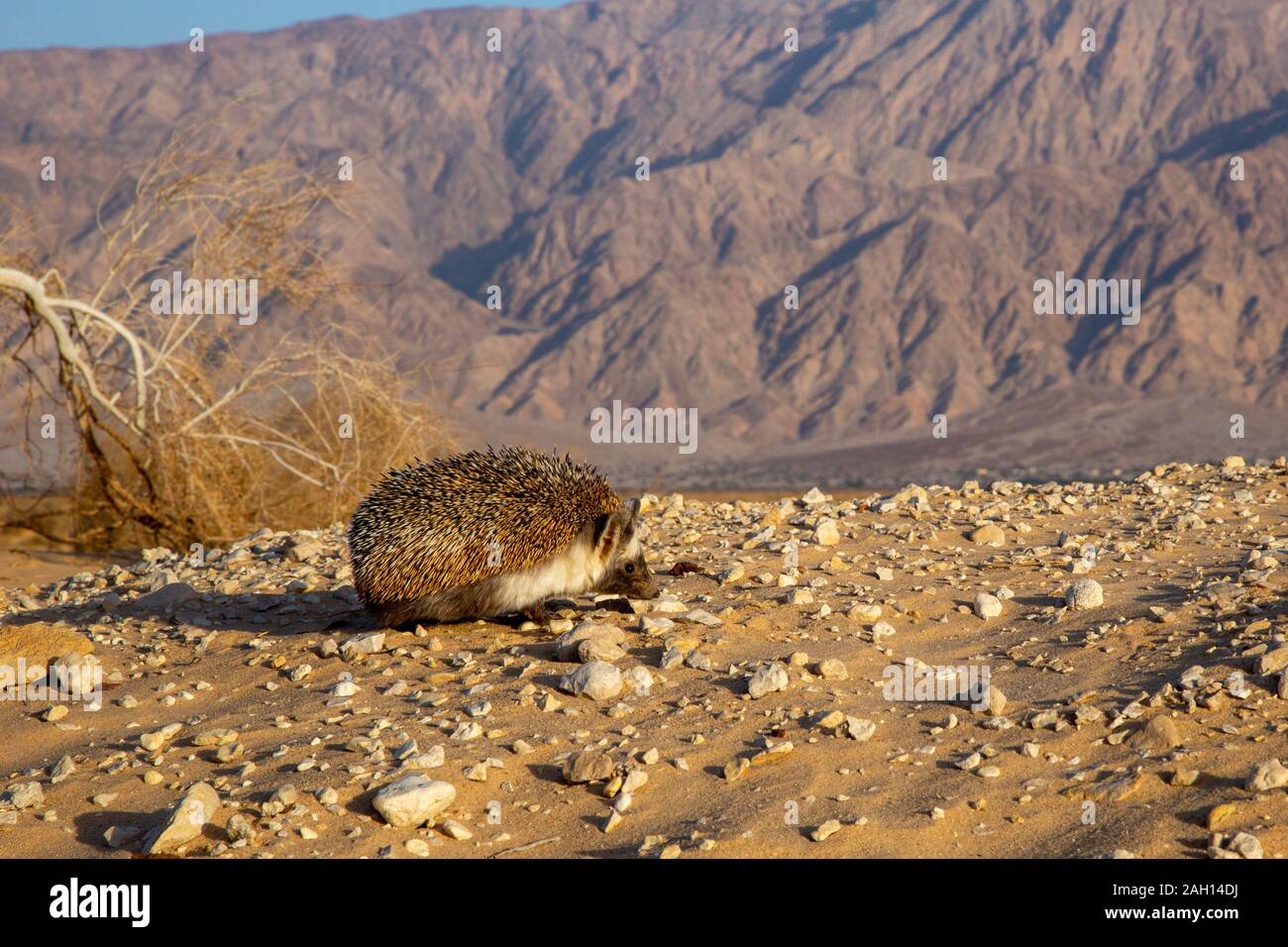 Desert Igel oder Äthiopische Igel (Paraechinus aethiopicus) in der Wüste in Israel fotografiert. Dieser Igel ist ein Allesfresser und bekannt, Stockfoto