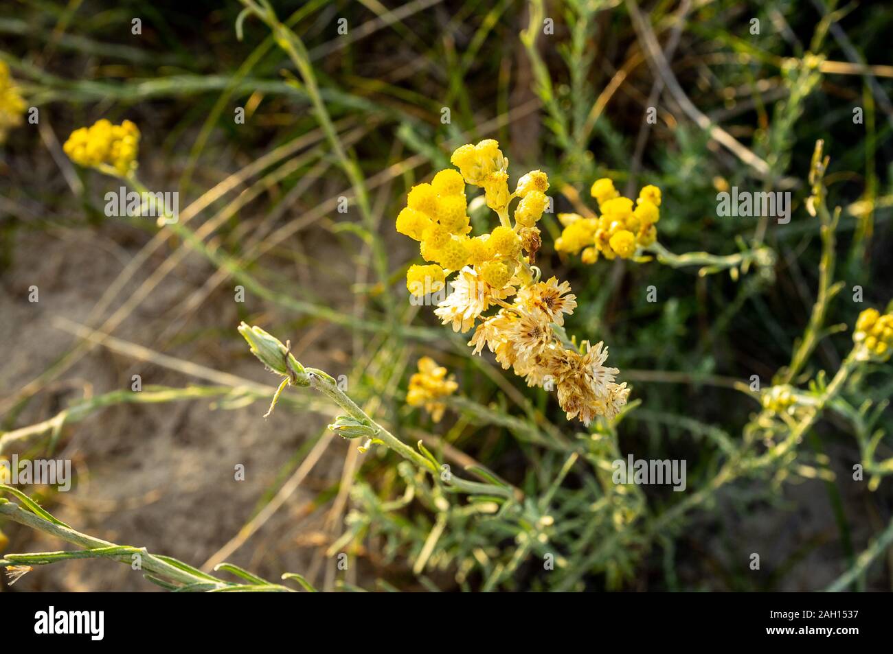 Gelbe Blumen in den Dünen in Frankreich Stockfoto