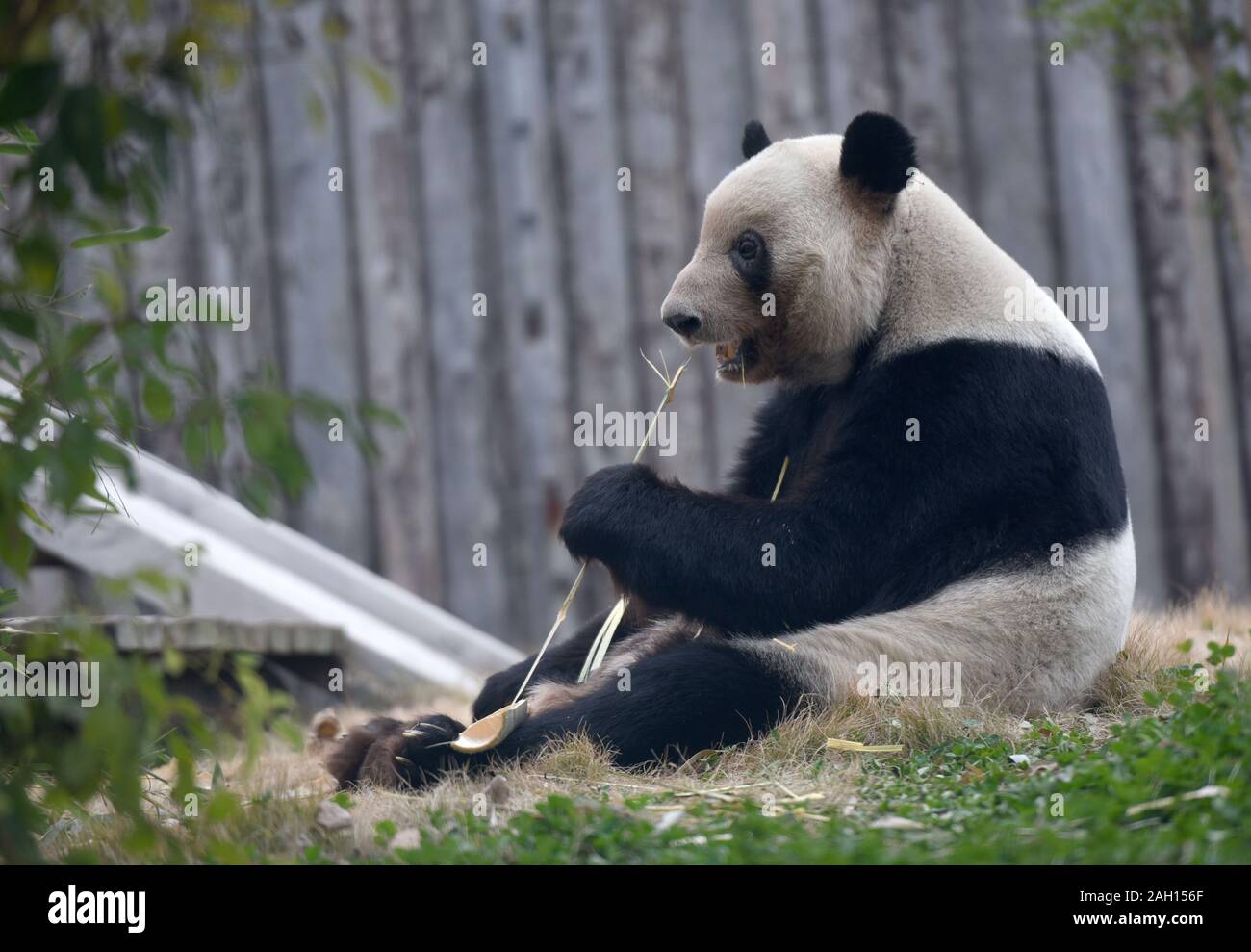 Ein riesiger Panda isst Bambus in Ningbo Zoo vor der Rückkehr in die Chengdu Panda Forschungs- und Aufzuchtstation nach der Vermietung in den Zoo ist abgelaufen Stockfoto