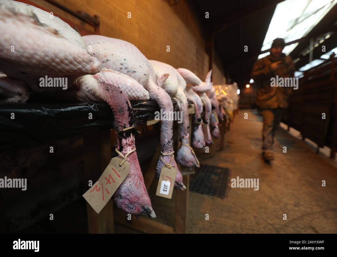 Käufer anzeigen Truthähne vor auf CD Auktionen Weihnachten Geflügel Verkauf an longtown Auktion Markt verkauft wird. PA-Foto. Bild Datum: Montag, 23 Dezember, 2019. Die Auktion verkauft Gänse, Enten und Hühner alle Backofen bereit oder grobe für Weihnachten gezupft. Photo Credit: Andrew Milligan/PA-Kabel Stockfoto