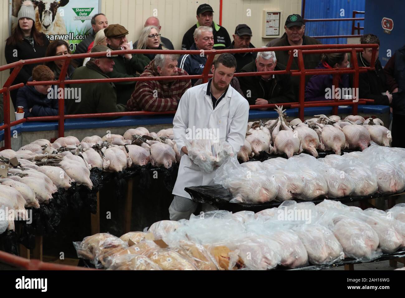 Auktion Personal bewegen Truthühner während der Verkauf an CD-Auktionen Weihnachten Geflügel Verkauf an longtown Auktion Markt. PA-Foto. Bild Datum: Montag, 23 Dezember, 2019. Die Auktion verkauft Gänse, Enten und Hühner alle Backofen bereit oder grobe für Weihnachten gezupft. Photo Credit: Andrew Milligan/PA-Kabel Stockfoto