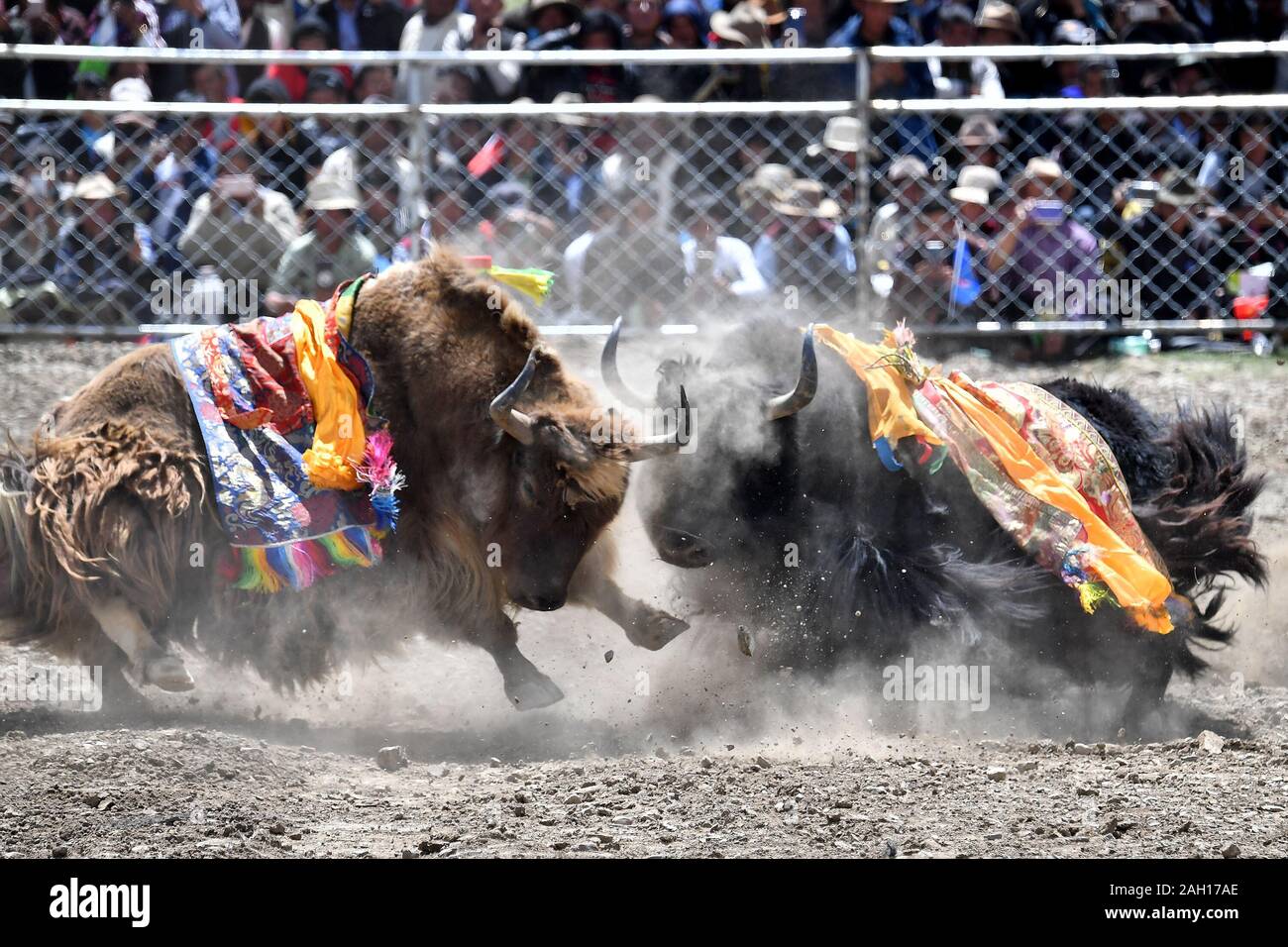 (191223) - Peking, 23 Dezember, 2019 (Xinhua) - yaks Kampf während einem yak - kämpfende Festival in Zhexia Township, Xigaze Bainang County im Südwesten Chinas Tibet autonomen Region, Sept. 9, 2019. Von der wissenschaftlichen Expedition am See Yamzbog Yumco zu Wildlife Conservation patrol Mission in Shuanghu County in einer durchschnittlichen Höhe von mehr als 5.000 Metern, von einem traditionellen festlichen Pferderennen zu jährlichen Facelift des Potala Palast, die Fotografen von Xinhua die lokalen Menschen im täglichen Leben und Leistungen zur sozialen Entwicklung in Tibet im Jahr 2019, das Jahr des 60. Jahrestages der Stockfoto