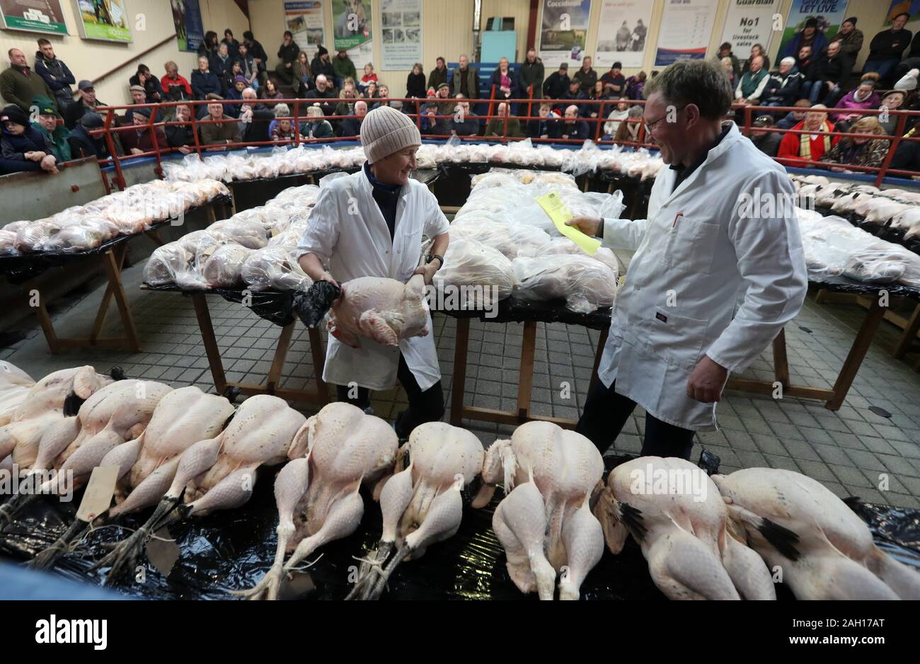 Auktion Personal bewegen Truthühner während der Verkauf an CD-Auktionen Weihnachten Geflügel Verkauf an longtown Auktion Markt. PA-Foto. Bild Datum: Montag, 23 Dezember, 2019. Die Auktion verkauft Gänse, Enten und Hühner alle Backofen bereit oder grobe für Weihnachten gezupft. Photo Credit: Andrew Milligan/PA-Kabel Stockfoto