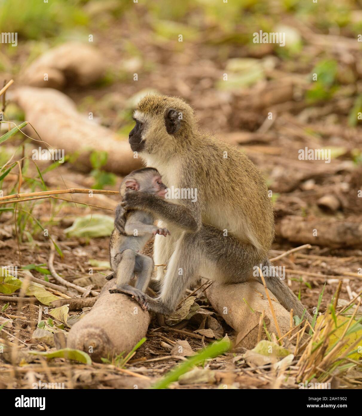 Meerkatze mit Baby (Scercopthecus aethiops), im Tarangire Nationalpark, Tansania Stockfoto