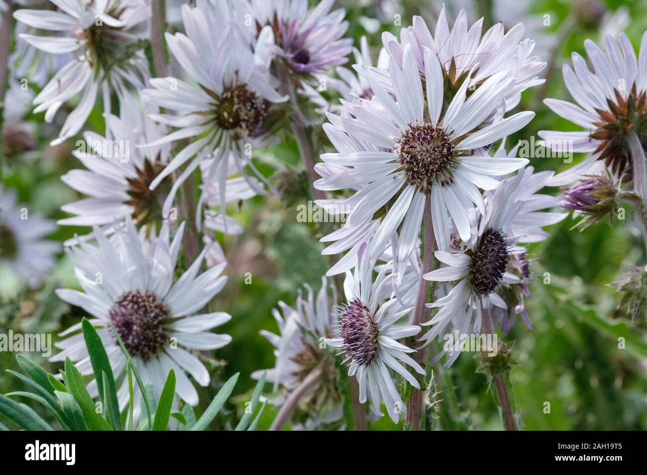 Berkheya purpurea, Lila berkheya White Daisy - wie Blumen Stockfoto