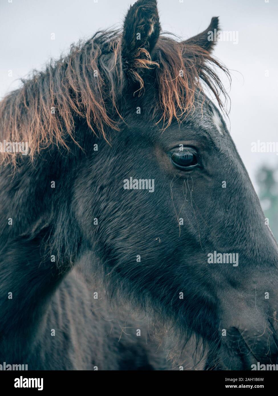 Ein schönes schwarzes Pferd Stockfoto