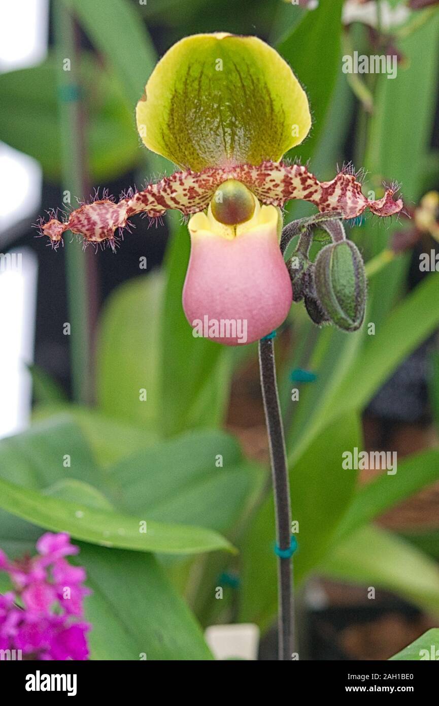 Paph Pinocchio, Lady Slipper, Orchidee Stockfoto