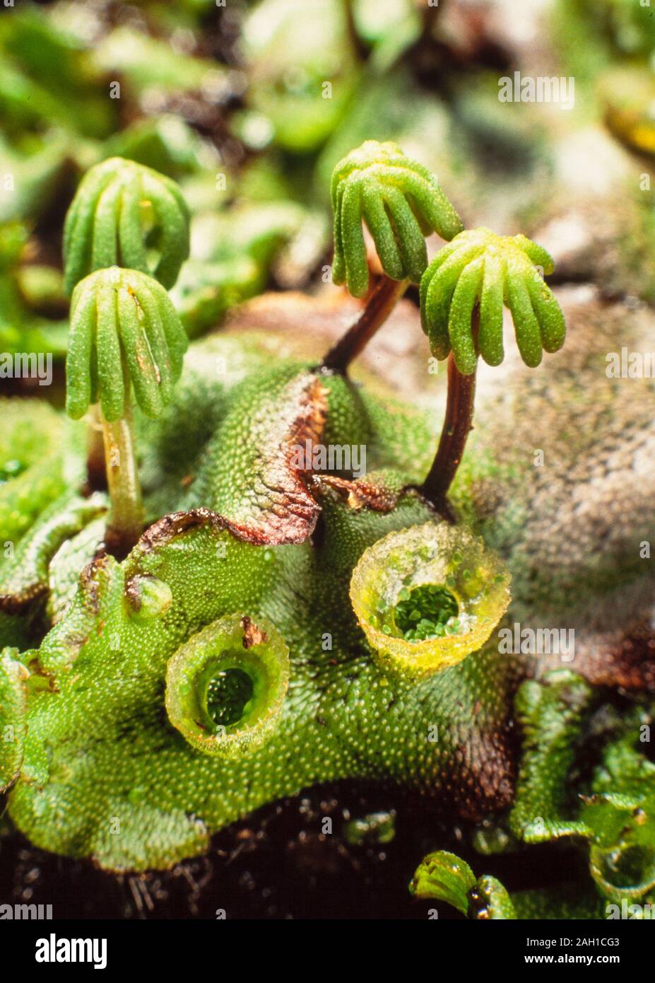 Kommunalanleihen, Marchantia polymorpha, männliche Reife weibliche' Sonnenschirme 'Gemma cups Stockfoto