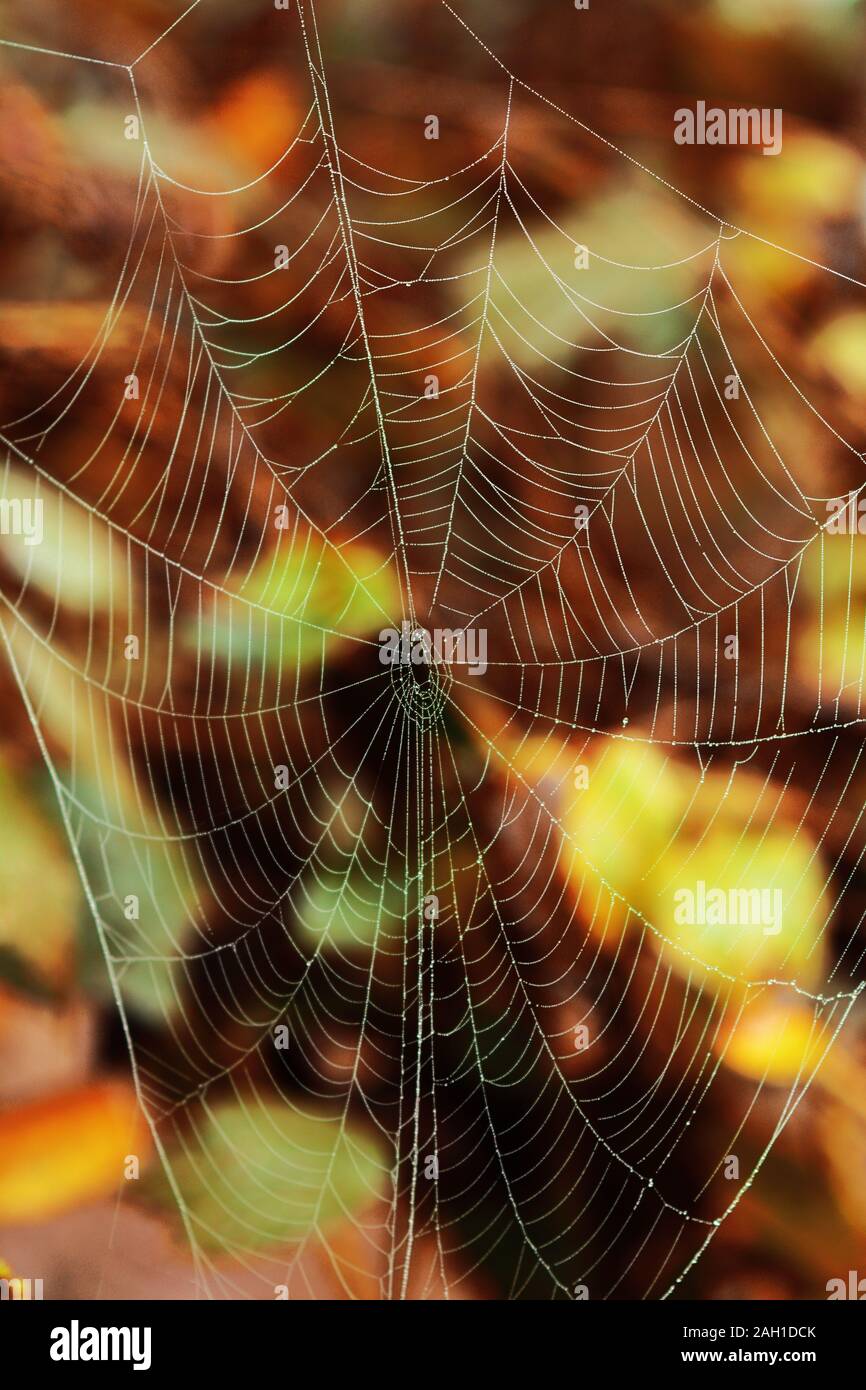 'Spider und Web in den Wald. Stockfoto