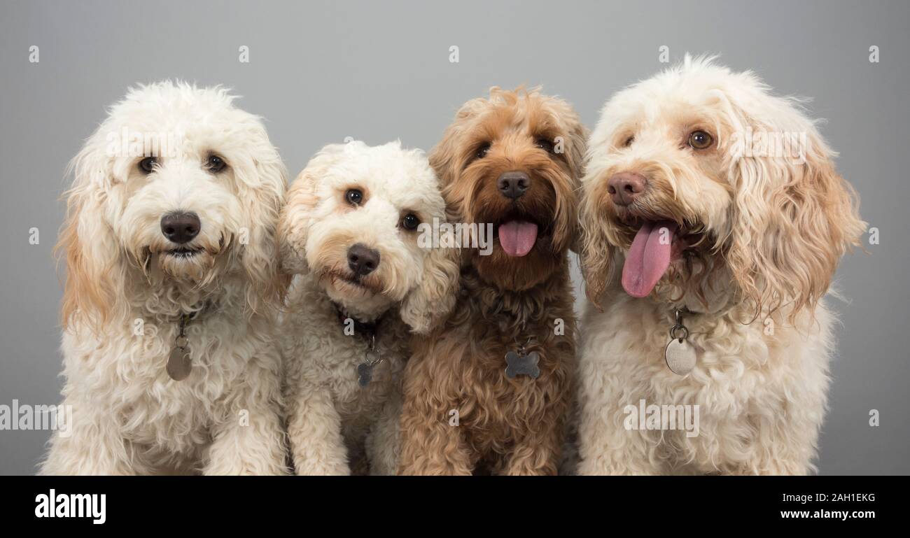 Cockapoo Familie, Großbritannien. Stockfoto