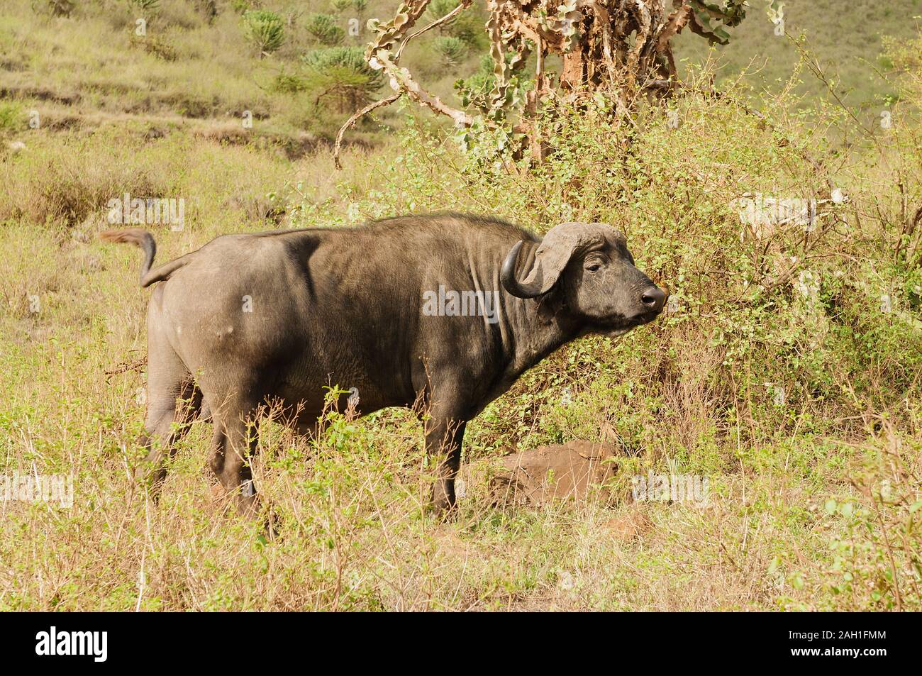 Nahaufnahme der Büffel (Wissenschaftlicher Name: Syncerus Caffer oder 'Nyati oder Mbogo" in Swaheli) im ngorogoro Nationalpark, Tansania Stockfoto