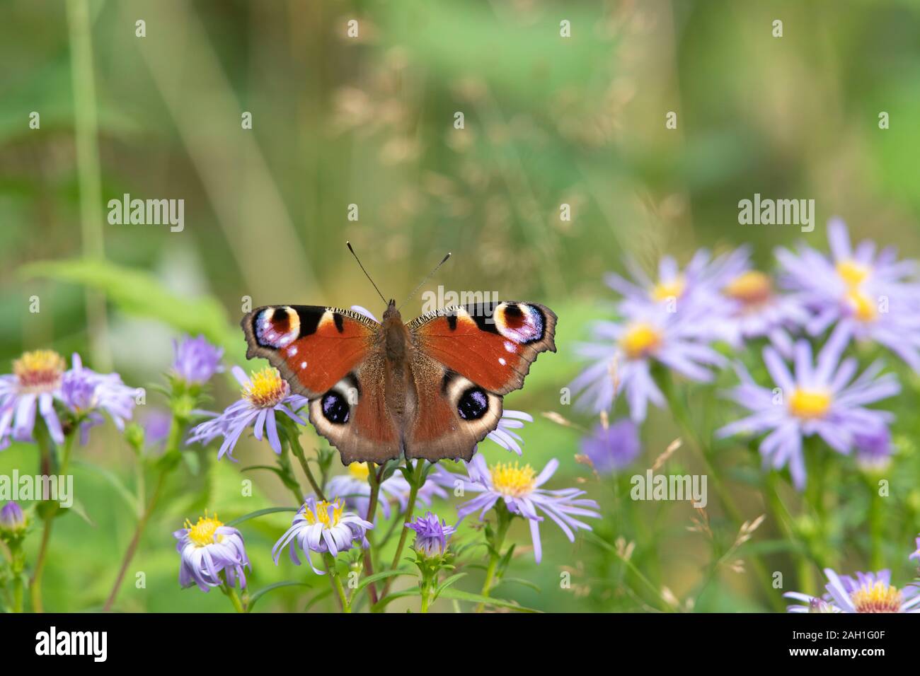 Ein Peacock Butterfly (Aglais IO), niedergelassen auf Michaelmas Daisies (Symphyotrichum Novi-Belgii) Stockfoto