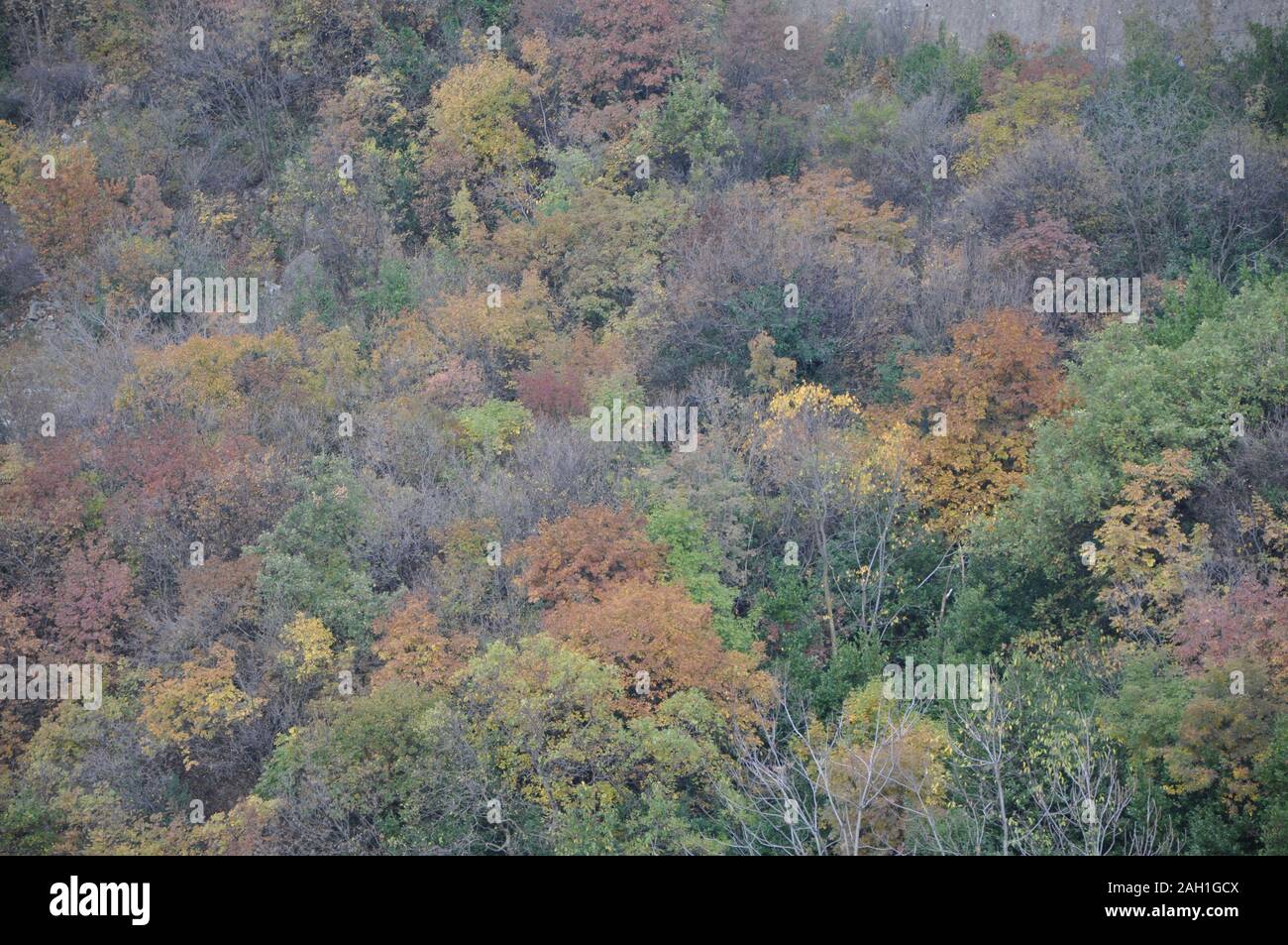 Mischwald im Herbst Licht. Herbst Wald Farben von oben. Herbstfarben. Stockfoto