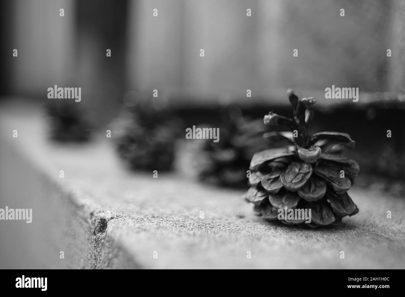 Tannenzapfen auf einem alten Stein Oberfläche in einer Reihe, bw Foto. Stockfoto