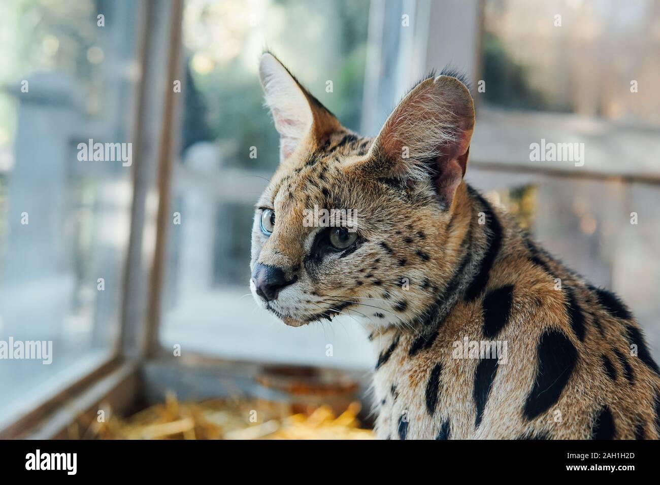 Porträt einer wilden Katze serval Natur Tier Stockfoto