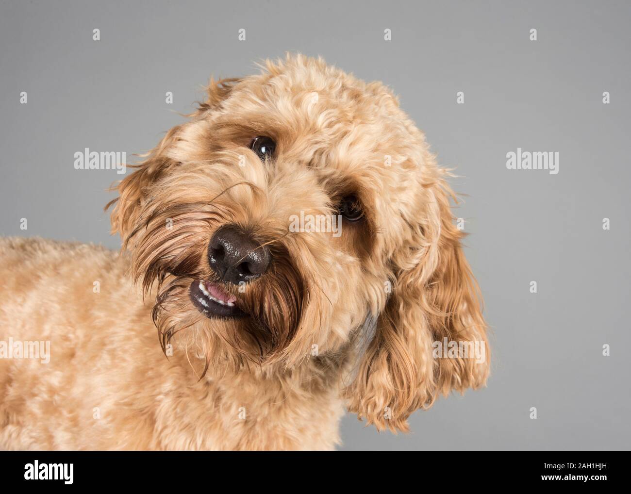 Cockapoo, 1.5 Jahre alt, Aprikose, männlich, Großbritannien. Stockfoto