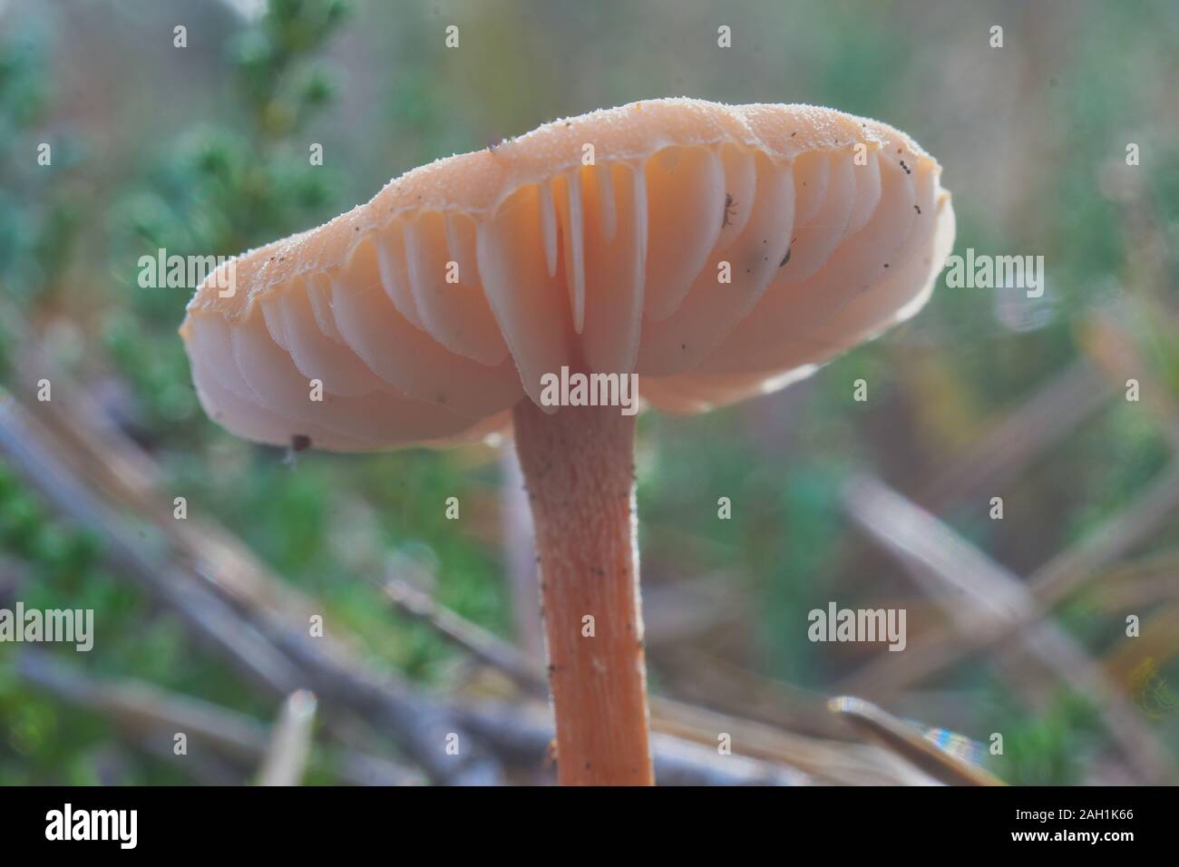 Hellrosa lamella Pilz diagonal von unten gegen einen unscharfen Hintergrund mit Bokeh Stockfoto