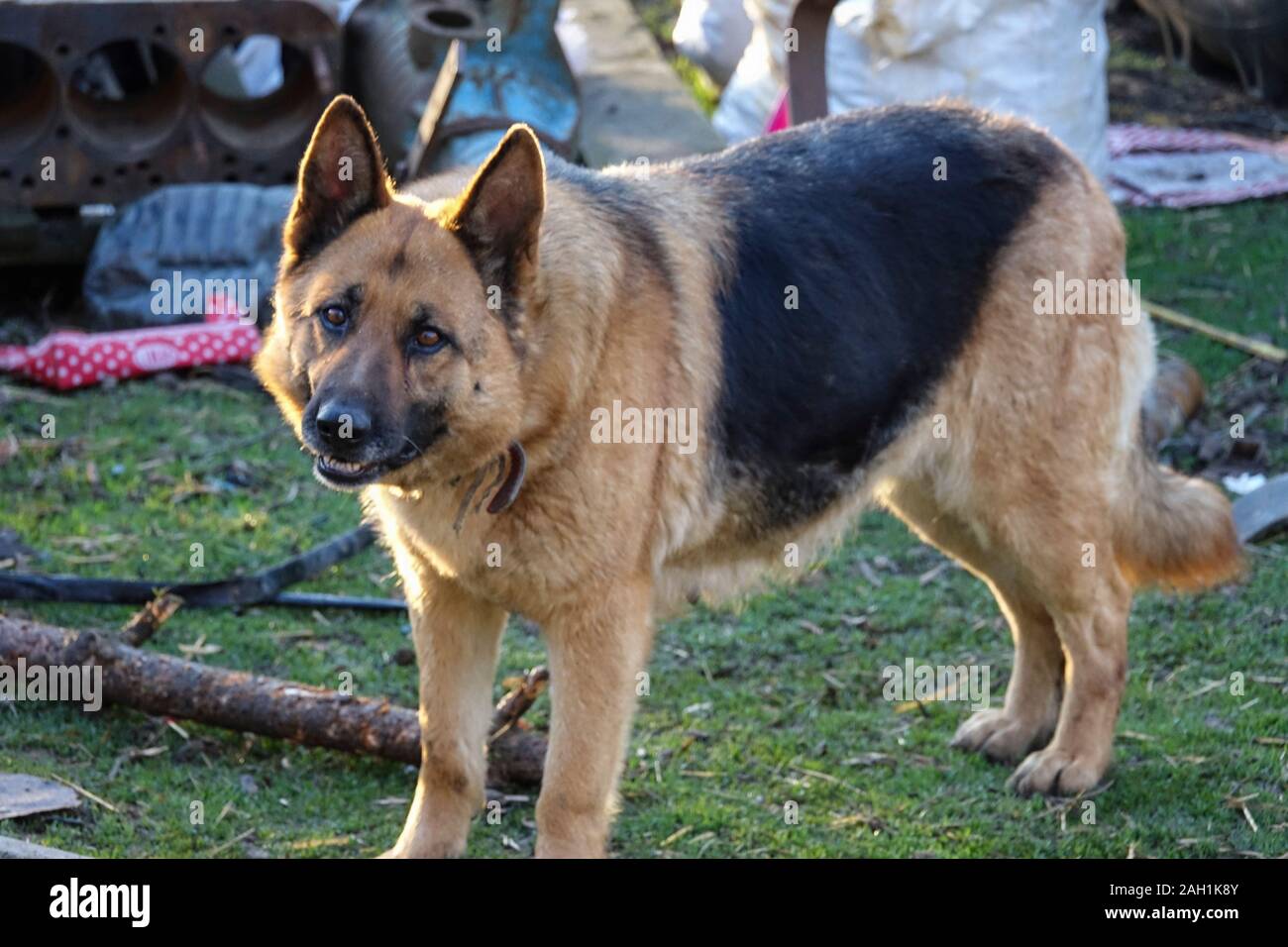 Deutscher Schäferhund. Der beste Schutz der ländlichen Häuser Stockfoto