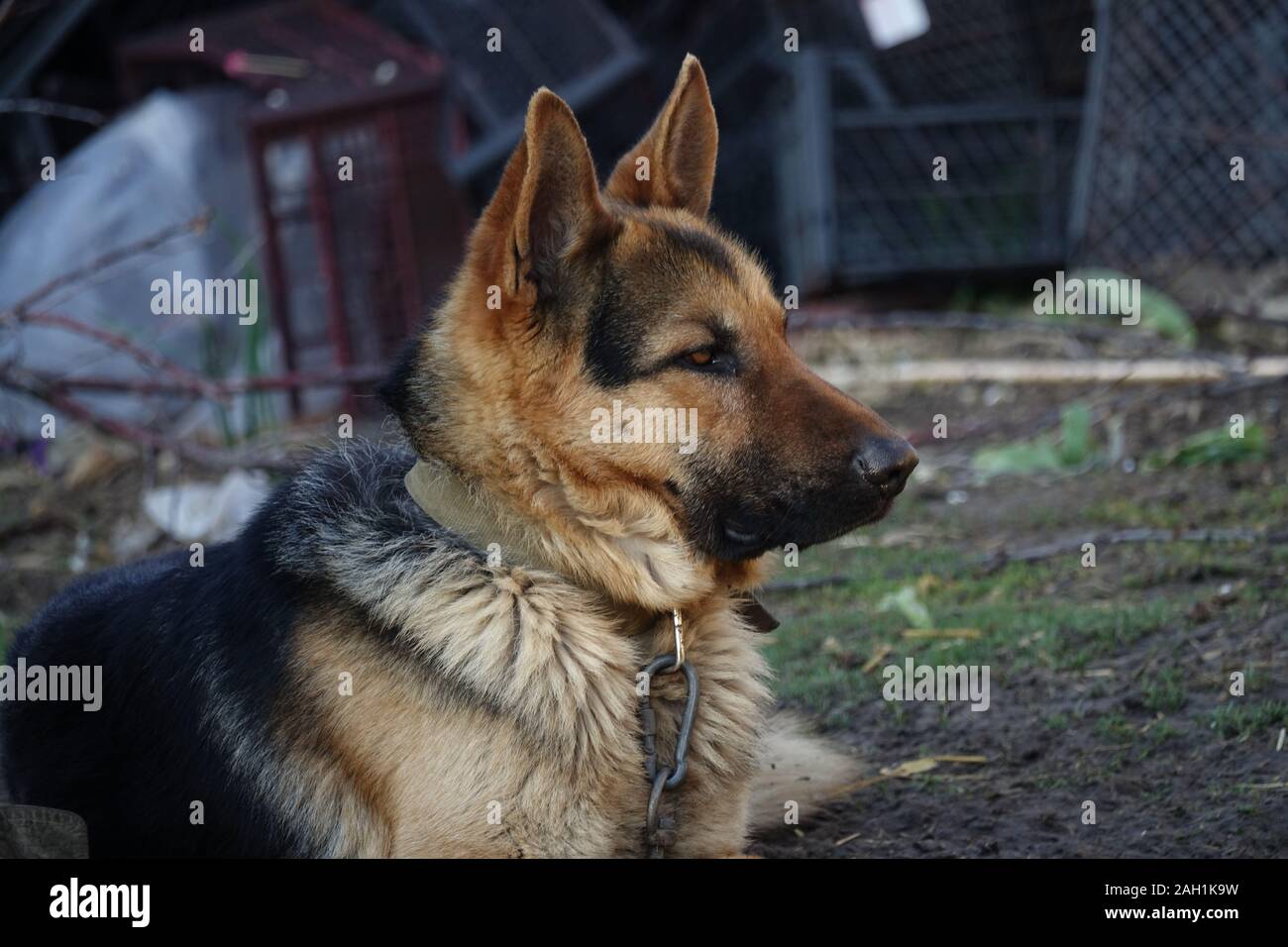 Deutscher Schäferhund ist eine eiserne Kette gebunden Stockfoto