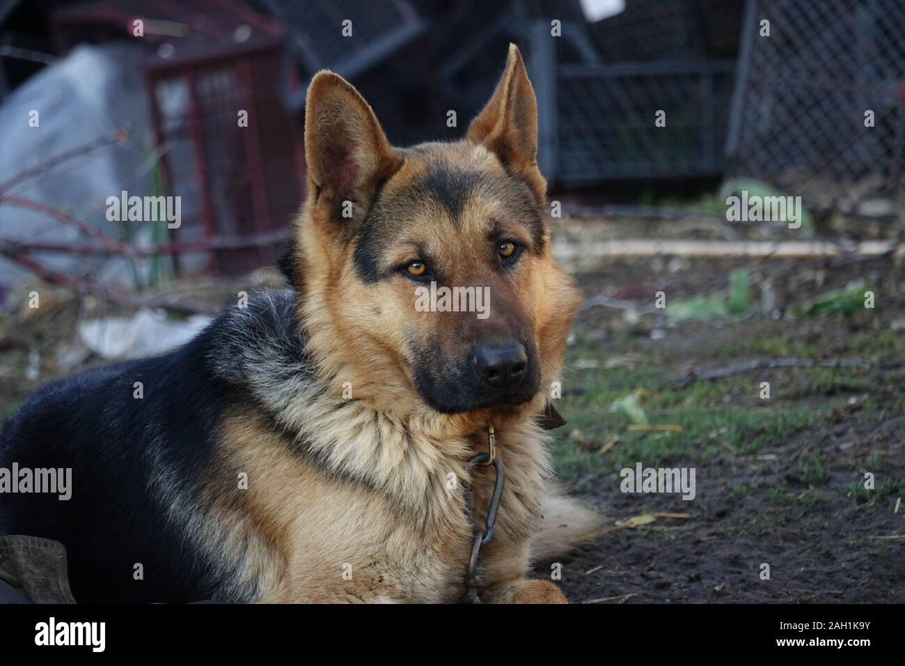 Deutscher Schäferhund ist eine eiserne Kette gebunden Stockfoto