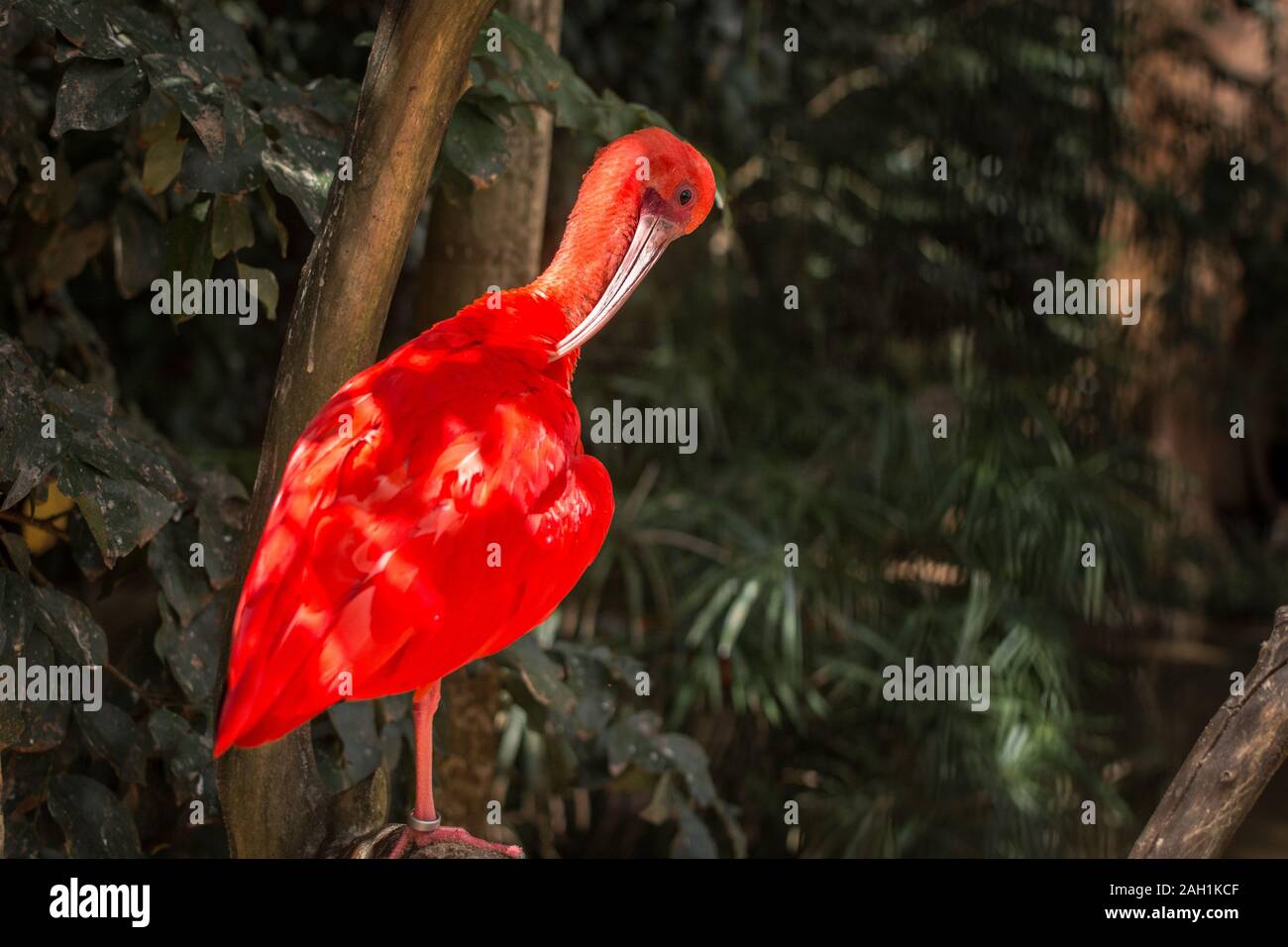 Scarlet Ibis, Eudocimus ruber, wilde tropische Vögel von Brasilien isoliert in den Wald Foz de Iguazu Parque das Aves Stockfoto