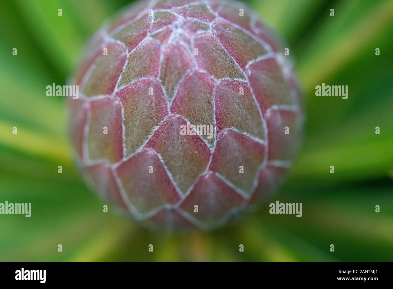 Die Blumenknospe eines sugarbush (Protea) Stockfoto